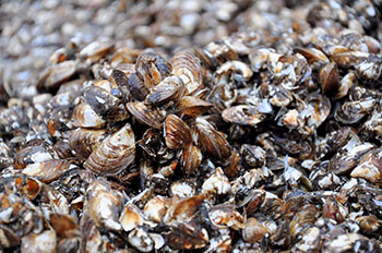 Zebra and quagga mussels